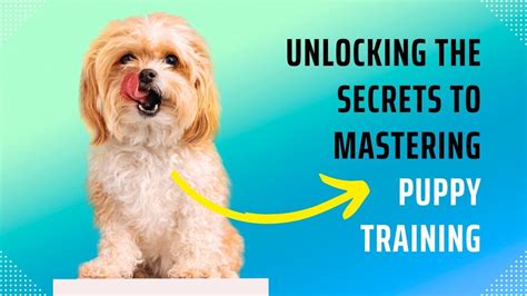 Puppy Training Unleashed: Discover the Magic of Positive Reinforcement